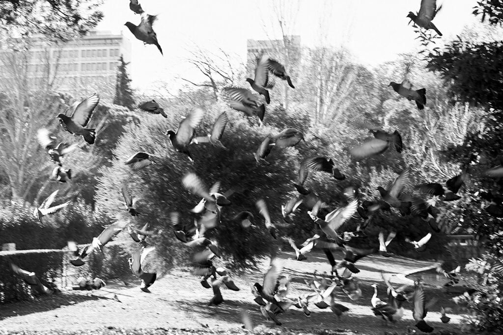 Pigeons on Take Off
